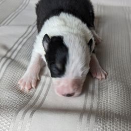 Border Collie Puppies from Sarah M Kwilinski