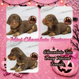Chocolate tan long haired - Chocolate and tan female Dachshund puppy in Liberty, Texas from Mini Chocolate Factory