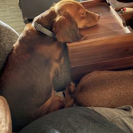 Gabi - Dachshund