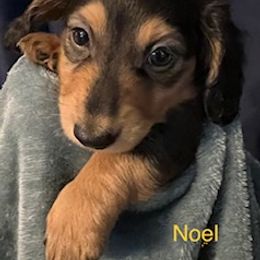 Dachshund Puppies from GretaLo Dachshunds