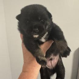 Zoro - Black and tan male Shiba Inu puppy in Tamarac, Florida from The Queen of Shibas