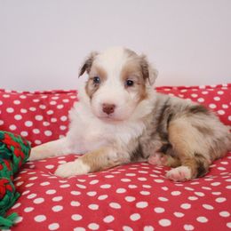Australian Shepherd Puppies from Hegerfeld's Aussies