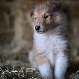 Parker - Sable merle and white Collie puppy in Festus, Missouri from Shining R Rough Collies