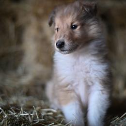 Parker - Sable merle and white Collie puppy in Festus, Missouri from Shining R Rough Collies