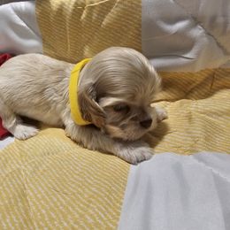 Cocker Spaniel Puppies from Brittian Kimbrell