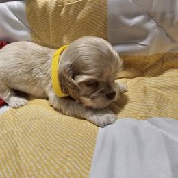 Cocker Spaniel Puppies from Brittian Kimbrell