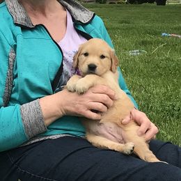 Eden - Purple - Golden Golden Retriever puppy in Webster City, Iowa from Whispering Pines Precious Puppies