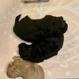 Poodle Puppies from Kindred Companions Toy Doodles