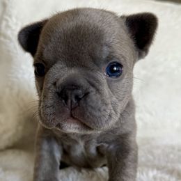 French Bulldog puppies from Gilbert Puppies
