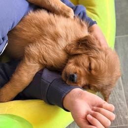 White - Dark golden female Golden Retriever puppy in Smithfield, Utah from Golden Palms Puppies
