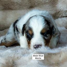 Australian Shepherd Puppies from Acheron Aussies