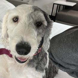 Old English Sheepdogs from Jenn's Old English Sheepdogs