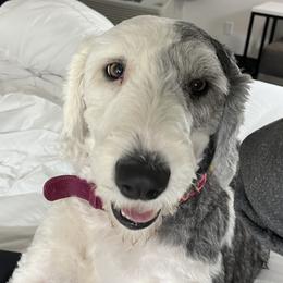 Old English Sheepdogs from Jenn's Old English Sheepdogs