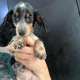 Marmoset - Piebald female Dachshund puppy in Bigfork, Minnesota from Dachshunds Up North