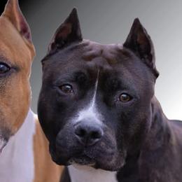 Azreal - American Staffordshire Terrier