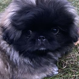 Pekingese from Peke'Lets Pekingese