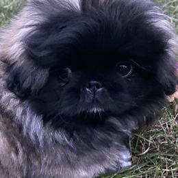 Pekingese from Peke'Lets Pekingese