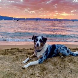 Australian Shepherd All Grown Up from A&K’s Aussies