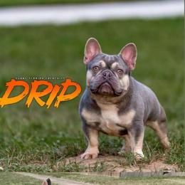 Drip - French Bulldog