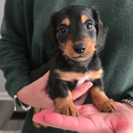 Riley - Black and tan male Dachshund puppy in Lincolnton, North Carolina from Oakview Kennels