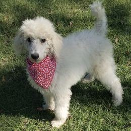 Poodles from Salleephollowfarm