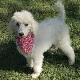 Poodles from Salleephollowfarm