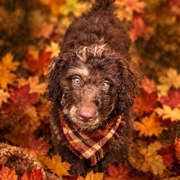 Pumpkin spice latte - Chocolate male Labradoodle puppy in Kingston, Georgia from CC Familydoodles