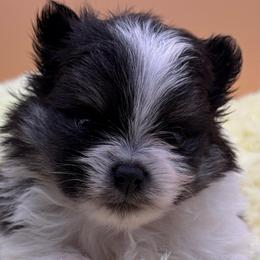 Ross - Tri-colored male Pomeranian puppy in Edmond, Oklahoma from My Sun & Moon Poms