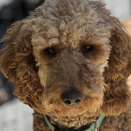 Marley - Poodle