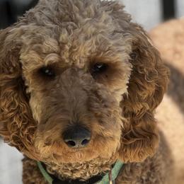 Marley - Poodle