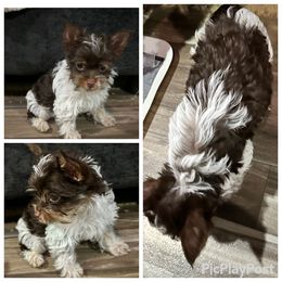 Little Parti - Parti female Yorkshire Terrier puppy in Antlers, Oklahoma from Yorker Puppy Palace