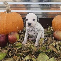 Hua black girl - White and black female Dalmatian puppy in Conrath, Wisconsin from JSF Dalmatians LLC