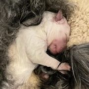 Pumi Puppies from Karizma Pumik