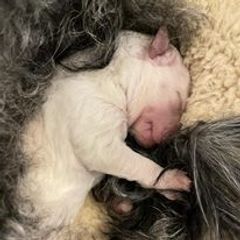 Pumi Puppies from Karizma Pumik