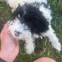 Boy 2 - Black and white male Cockapoo puppy in Galena, Illinois from Perry's doodles