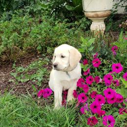 Labrador Retriever Puppies from Ganderwood