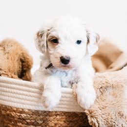 Thumper - Parti male Goldendoodle puppy in Lima, Ohio from Hommel’s Mini Darling Doodles