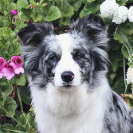 Delilah - Border Collie