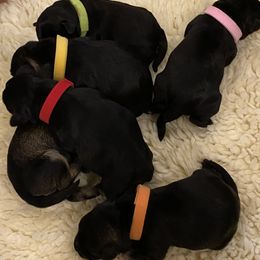 Miniature Schnauzer Puppies from Black Gold Miniature Schnauzers