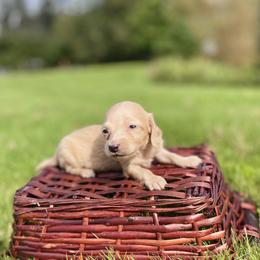 Dachshund Puppies from Northwest Dachshunds