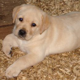 Labrador Retrievers from Beach Bum Labradors