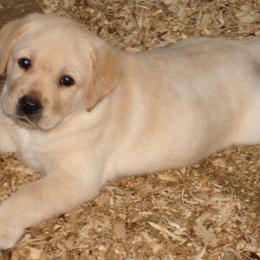 Labrador Retrievers from Beach Bum Labradors