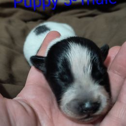 Chet - Blue male Australian Cattle Dog puppy in Morton, Illinois from KT Ranch ACDs