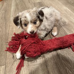 Ruby - Miniature Australian Shepherd puppy from Snick and Lick Adventure Dogs