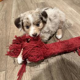 Ruby - Miniature Australian Shepherd puppy from Snick and Lick Adventure Dogs