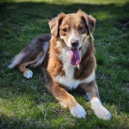 Australian Shepherds from Taneum Creek Australian Shepherds