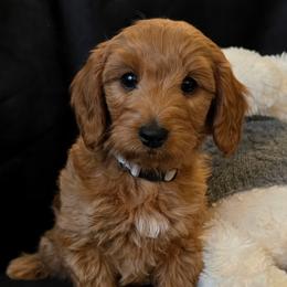 Capricorn - Red  male Goldendoodle puppy in Syracuse, Utah from Just Doodling Dogs