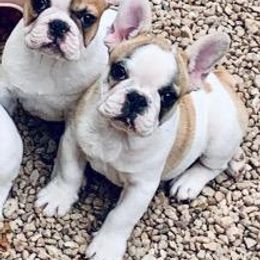 French Bulldog Puppies from BigStar French Bulldogs