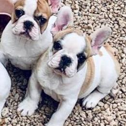French Bulldog Puppies from BigStar French Bulldogs