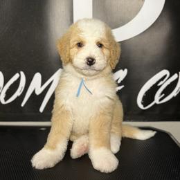 SIG - Red male Bernedoodle puppy in Corpus Christi, Texas from The Henke Doodles